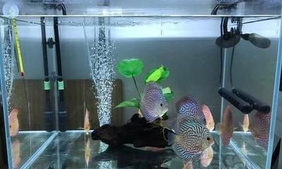 家庭養(yǎng)魚(yú)的技巧分享：家庭養(yǎng)殖黑魚(yú)的技巧