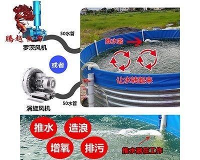 家庭養(yǎng)魚(yú)的技巧分享：家庭養(yǎng)殖黑魚(yú)的技巧