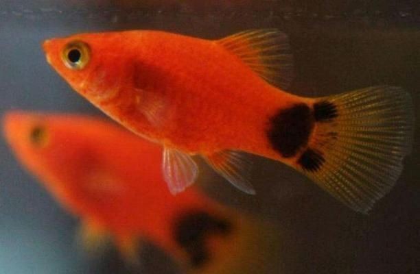龍魚怎么發(fā)快遞：快遞龍魚長(zhǎng)途運(yùn)輸存活率提升方法是什么時(shí)候