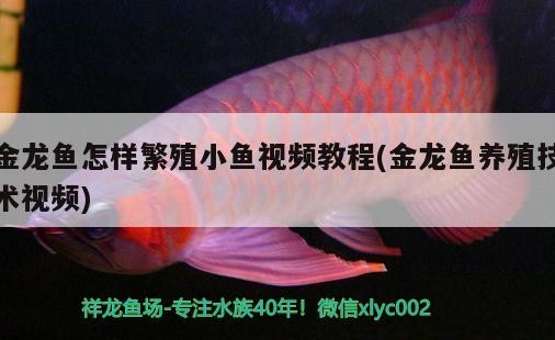 金龍魚怎樣繁殖小魚視頻教程(金龍魚養(yǎng)殖技術(shù)視頻)