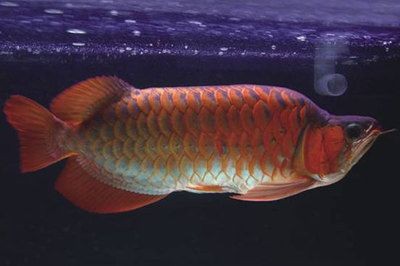 紅龍魚眼睛周圍綠色是什么：紅龍魚眼睛周圍綠色是什么原因