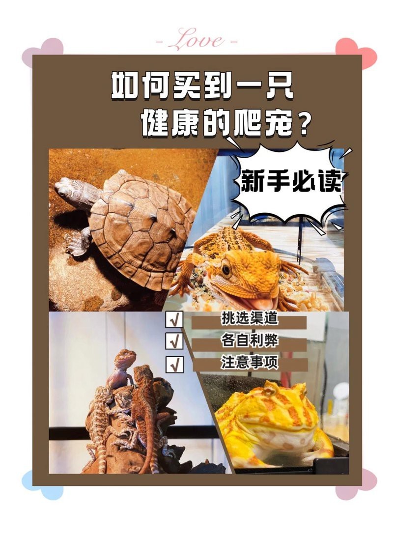哪里可以購買到健康的龍魚？