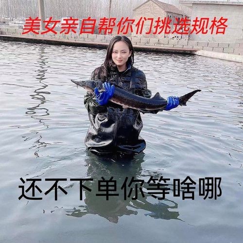 哪里可以購買到健康的龍魚？