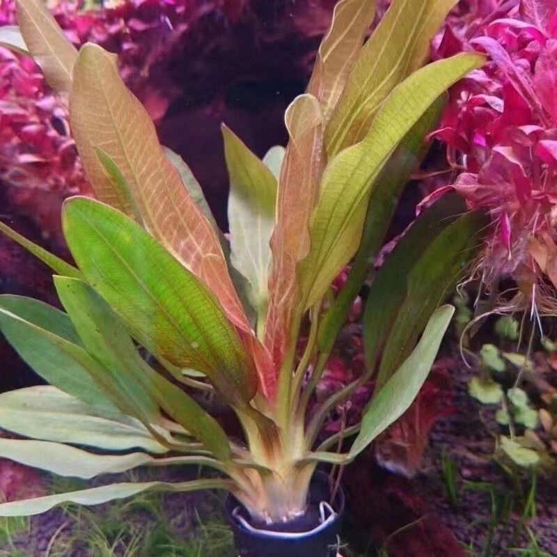 勛貍粑魚缸：勛貍粑勛貍粑魚缸