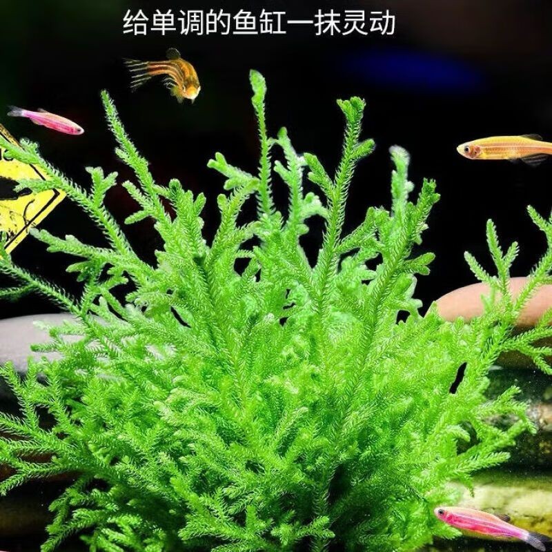 勛貍粑魚缸：勛貍粑勛貍粑魚缸