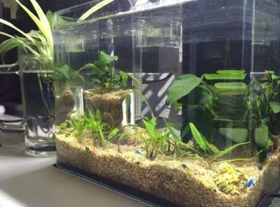 如何延長魚缸的使用壽命：養魚與水質管理的重要性養魚與水質管理的重要性養魚