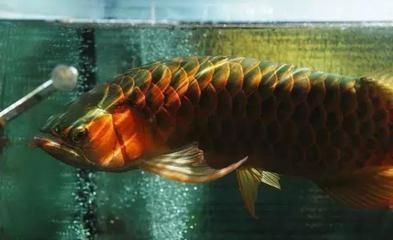 龍魚名字由來：龍魚名字源自于它的外觀和傳說中與龍相關的神秘特質