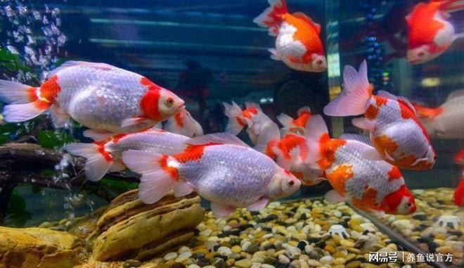 雷龍魚糧會吃膩嗎：如何判斷雷龍魚吃膩