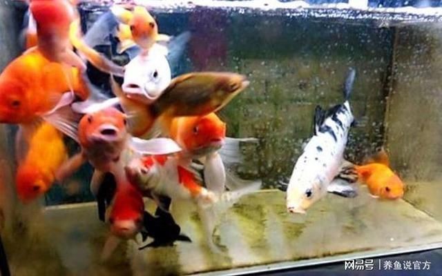 雷龍魚糧會吃膩嗎：如何判斷雷龍魚吃膩