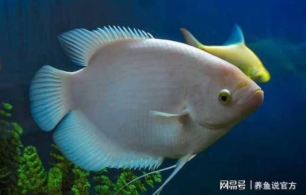 雷龍魚糧會吃膩嗎：如何判斷雷龍魚吃膩