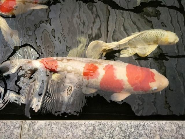 龍魚認主后還會忘記嗎？ 龍魚認主后還會忘記嗎？ 龍魚百科 第5張