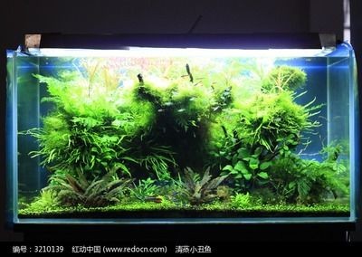好魚缸和普通魚缸魚缸區(qū)別大嗎圖片（好魚缸和普通魚缸區(qū)別大嗎）