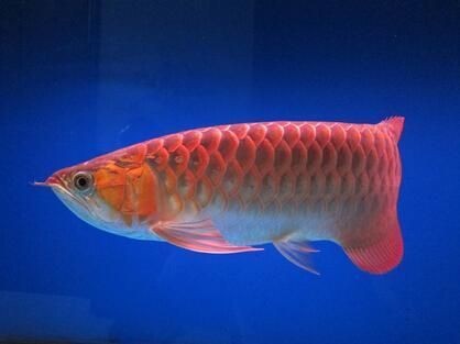 龍魚病了的說說句子搞笑：如何判斷龍魚是否患病