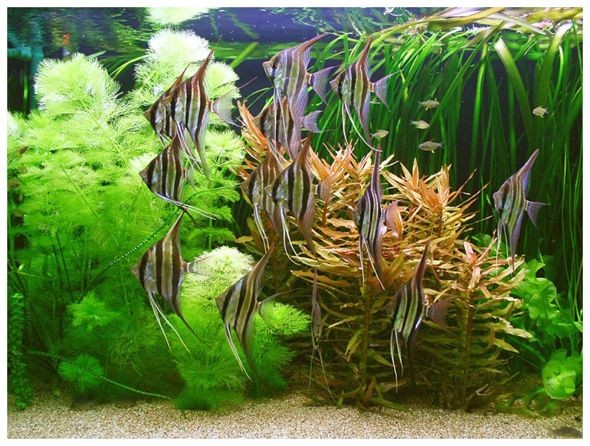 埃及神仙魚缸內(nèi)植物選擇：埃及品神仙魚的飼養(yǎng)要點(diǎn)及植物選擇
