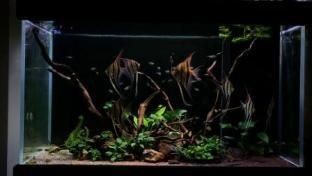 埃及神仙魚缸內(nèi)植物選擇：埃及品神仙魚的飼養(yǎng)要點(diǎn)及植物選擇