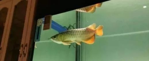 龍魚入缸一周怕人（龍魚入缸一周后怕人怎么辦）