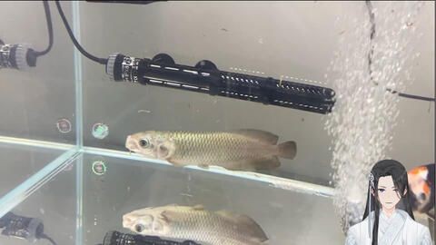 龍魚入缸一周怕人（龍魚入缸一周后怕人怎么辦）