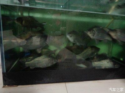 海寧魚缸如何選擇：亞克力魚缸養(yǎng)護(hù)秘籍亞克力魚缸養(yǎng)護(hù)秘籍亞克力魚缸
