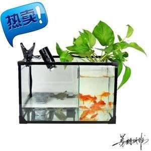 觀賞魚混養觀賞魚需要注意的誤區在混養觀賞魚的重要因素：混養觀賞魚混養觀賞魚需要注意什么