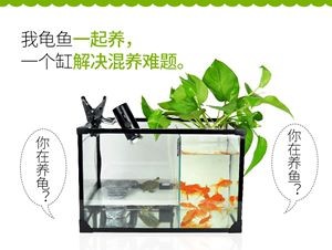 觀賞魚混養觀賞魚需要注意的誤區在混養觀賞魚的重要因素：混養觀賞魚混養觀賞魚需要注意什么