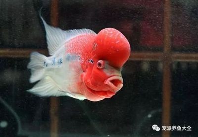 魚缸和魚的故事：魚缸養魚的教育意義