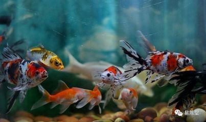 魚缸和魚的故事：魚缸養魚的教育意義