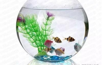 魚缸和魚的故事：魚缸養魚的教育意義
