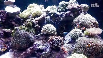天價(jià)魚(yú)缸：關(guān)于天價(jià)魚(yú)缸的詳細(xì)解析