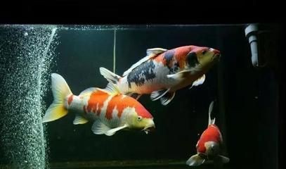 天價(jià)魚(yú)缸：關(guān)于天價(jià)魚(yú)缸的詳細(xì)解析