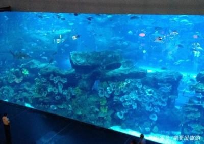 天價(jià)魚(yú)缸：關(guān)于天價(jià)魚(yú)缸的詳細(xì)解析