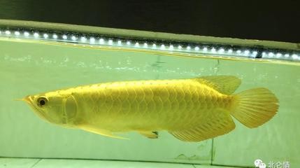 西安曲江新區(qū)（大明宮）久鼎永泰水族館