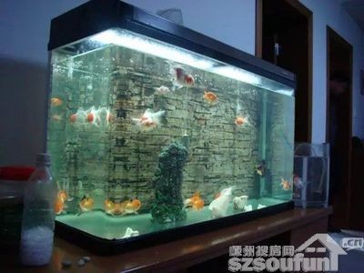 魚缸與爐灶沖突的化解方法：魚缸與爐灶的沖突是家居風(fēng)水中常見的問題