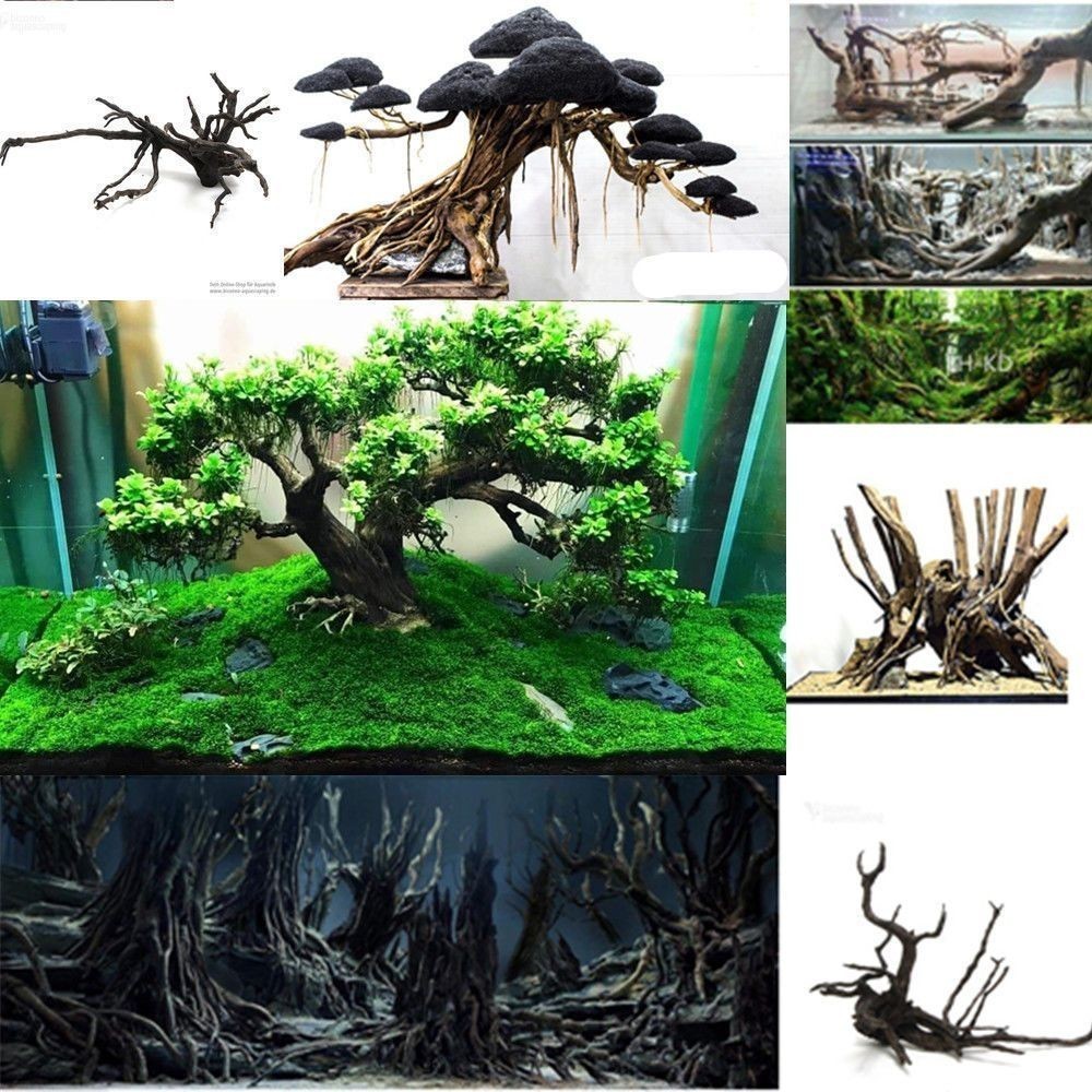 迎客松適合放入海景魚缸造景嗎？：水草缸與海景魚缸的區(qū)別