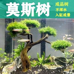迎客松適合放入海景魚缸造景嗎？：水草缸與海景魚缸的區(qū)別