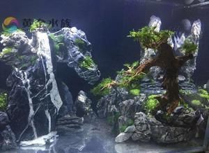 迎客松適合放入海景魚缸造景嗎？：水草缸與海景魚缸的區(qū)別