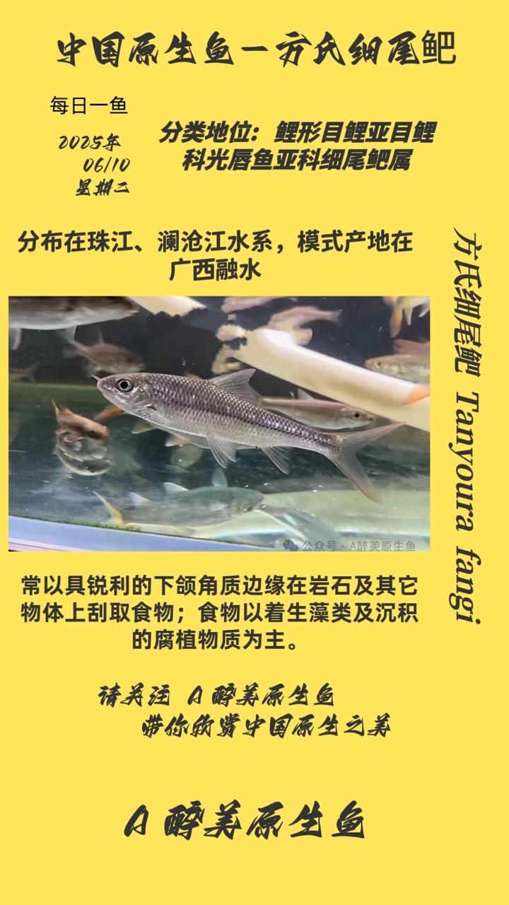方氏細尾鲃