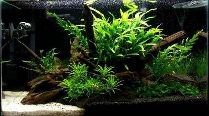 魚缸適宜的光照周期設置：在水族箱中設置合理的光照周期對于魚類的健康生長至關重要 魚缸適宜的光照周期設置：在水族箱中設置合理的光照周期對于魚類的健康生長至關重要 魚缸百科 第3張