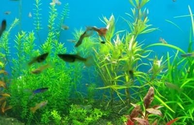 魚缸適宜的光照周期設置：在水族箱中設置合理的光照周期對于魚類的健康生長至關重要 魚缸適宜的光照周期設置：在水族箱中設置合理的光照周期對于魚類的健康生長至關重要 魚缸百科 第5張