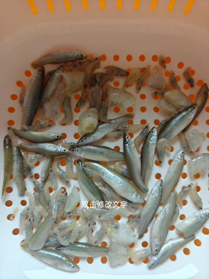 黃<strong><mark>河口</mark></strong>速凍魚食