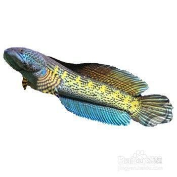 鄒平張學(xué)梅水族館（鄒城張學(xué)來）