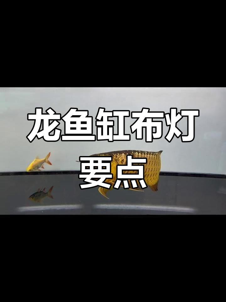 如何設(shè)置高背金龍魚缸的照明？