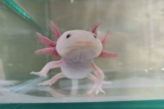 養(yǎng)六角龍魚會咬人嗎（六角龍魚一般情況下不會咬人，它們沒有牙齒，即使咬人也不會傷害） 養(yǎng)六角龍魚會咬人嗎（六角龍魚一般情況下不會咬人，它們沒有牙齒，即使咬人也不會傷害） 龍魚百科 第5張