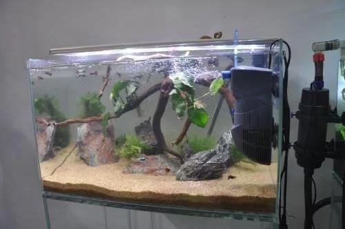貝意品魚缸（貝意品魚缸維護(hù)技巧） 貝意品魚缸（貝意品魚缸維護(hù)技巧） 魚缸百科