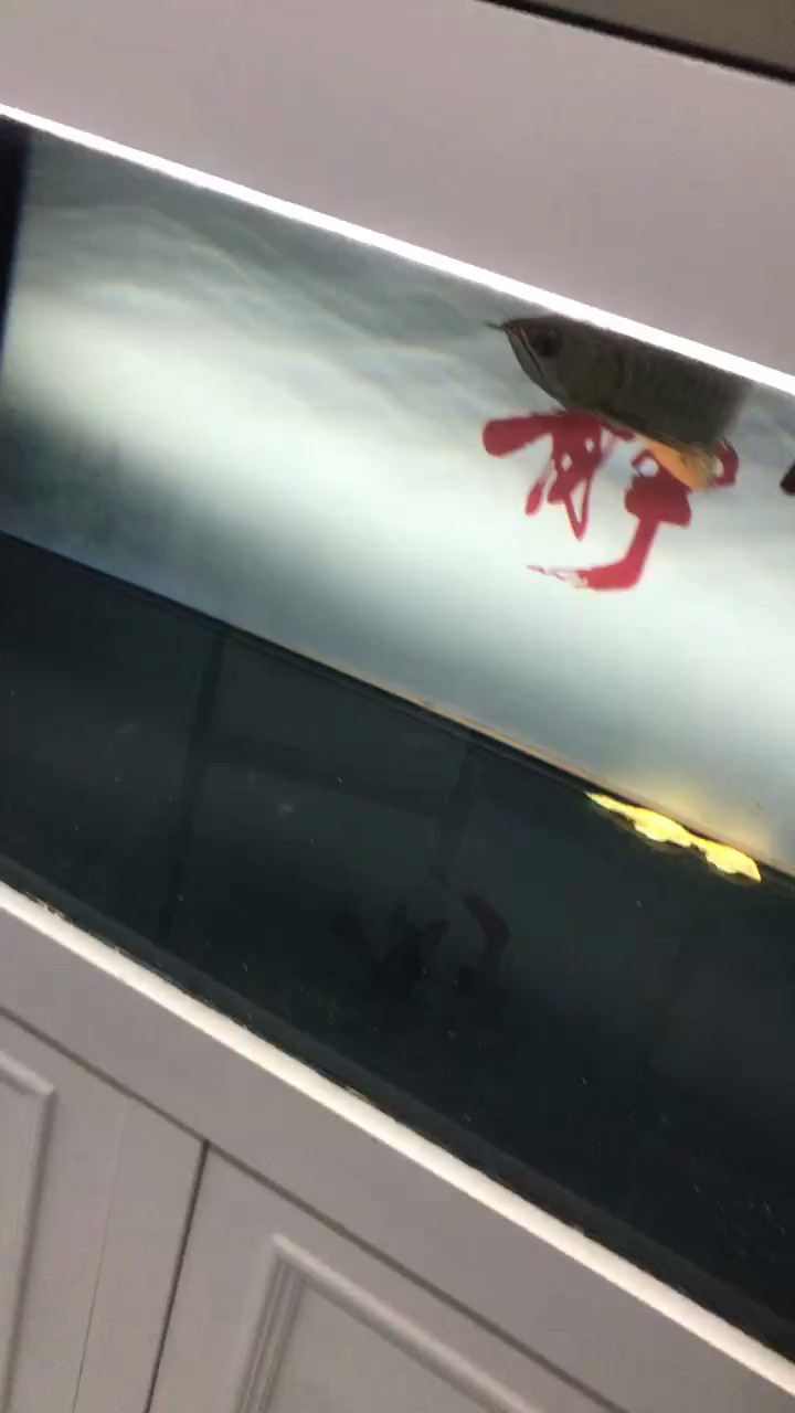 小金龍呆滯