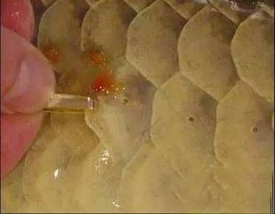 龍魚鱗片充血怎么治療好：龍魚鱗片充血怎么辦
