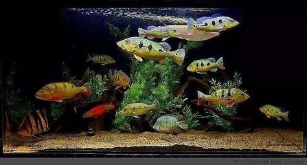 極魚魚缸官網：成都極魚魚缸官網