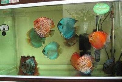 極魚魚缸官網：成都極魚魚缸官網