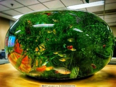 熱帶魚的魚缸里需要多養水草嗎，如何選擇適合熱帶魚的水草？