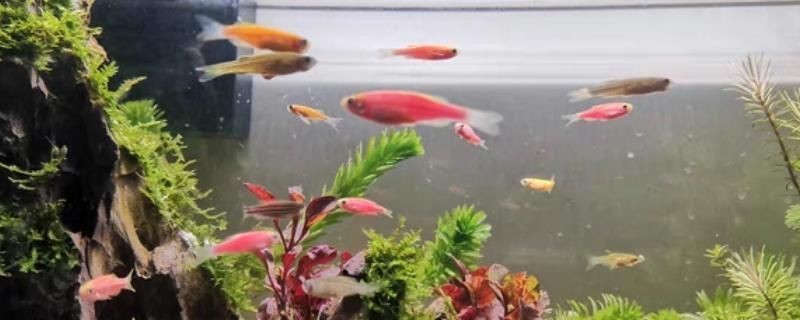 熱帶魚的魚缸里需要多養水草嗎，如何選擇適合熱帶魚的水草？