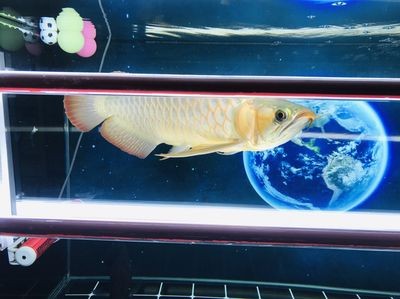 龍魚一會趴缸一會游：龍魚為什么會趴缸
